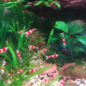 Caridina Crystal Red
