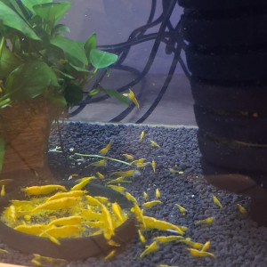 Crevette yellow néon