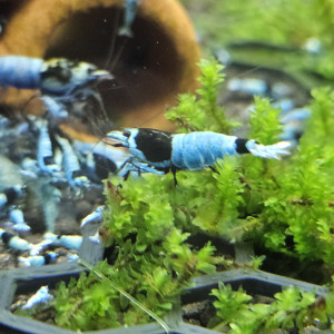 Caridina Mosura blue