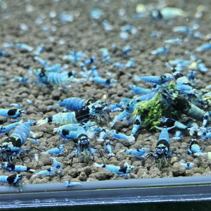 Caridina Mosura blue