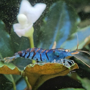 Caridina Tiger blue orange eyes