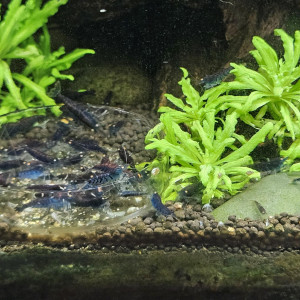 Caridina Tiger blue orange eyes