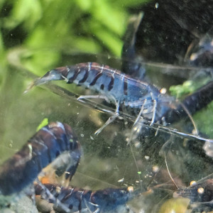 Caridina Tiger blue orange eyes