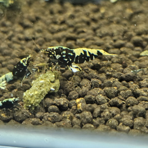 Caridina Galaxy fishbone black