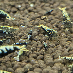 Caridina Galaxy fishbone black