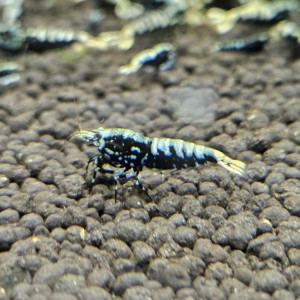 Caridina Galaxy fishbone black