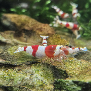 Caridina Crystal Red