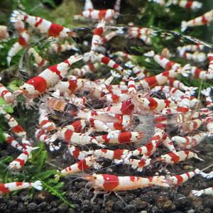 Caridina Crystal Red