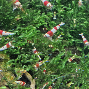 Caridina Crystal Red