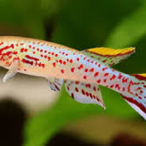 Recherche un couple de Killis