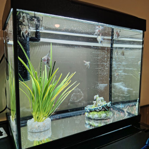 Poisson bébé scalaire