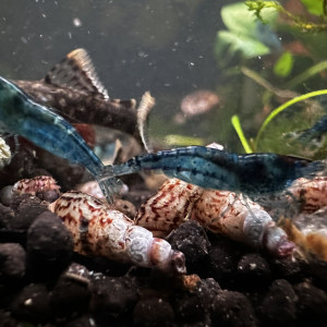 Ancitrus juvéniles et crevettes blue velvet
