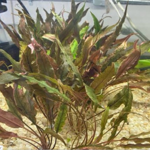 Cryptocoryne undulatus red