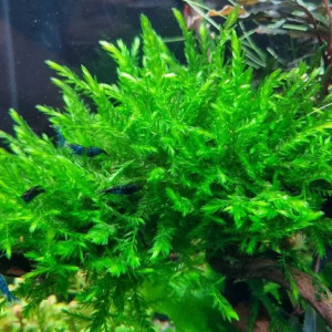 Fontinalis antipyretic (Willow moss)