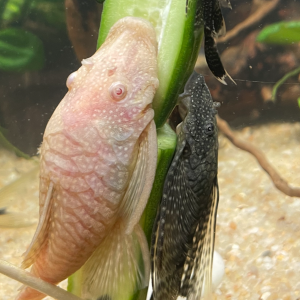 Deux femelles Ancistrus