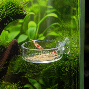 Mangeoire pour crevette