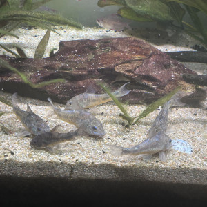 Donne lot de 9 Corydoras Paleatus