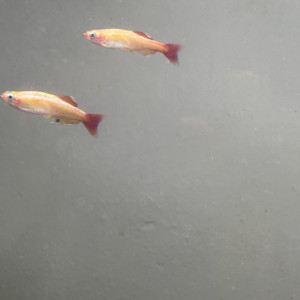 Donne lot de 2 Tanichtys Albonubes Golden White Cloud/Néon du riche