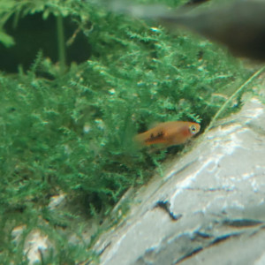 Alevins de platy à donner