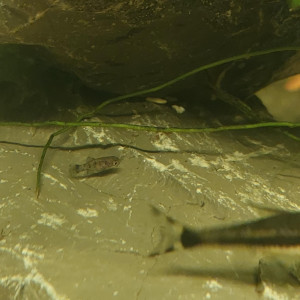 Alevins de platy à donner
