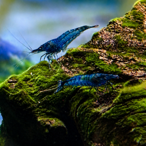 Yellow et Blue velvet