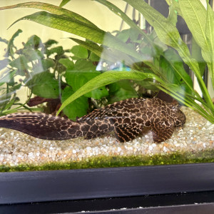 Don Cory et Pleco