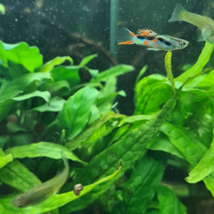 Guppys Endler