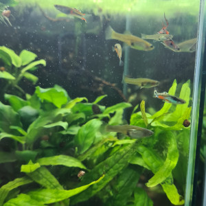 Guppys Endler