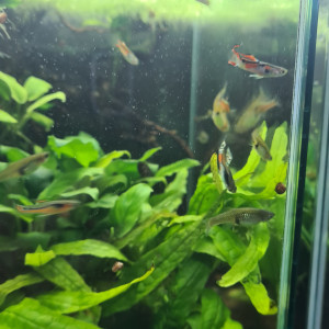 Guppys Endler