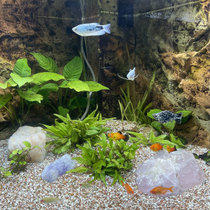 lot de poissons à vendre suite vente aquarium