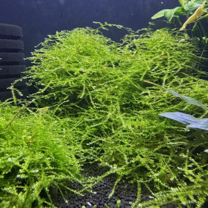 Petite portion de mousse de java