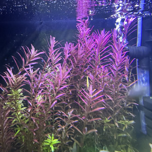 Rotala Green et red