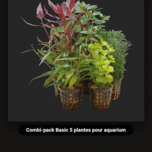 Plantes croissances rapides