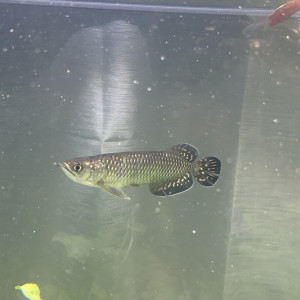 Scleropage Jardinii