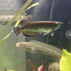 Scleropage Jardinii