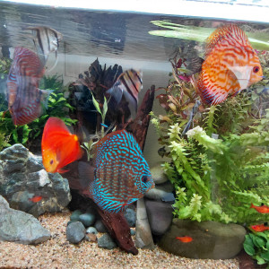 Vends 7 discus