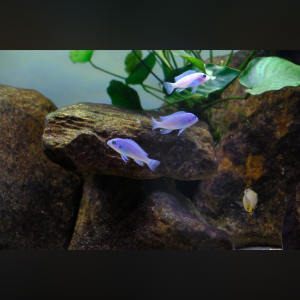 Metriaclima caillanos nkhata bay f1
