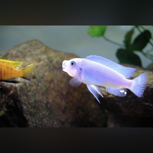 Metriaclima caillanos nkhata bay f1