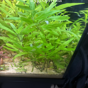 Hygrophilia