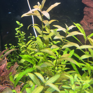 :    Hygrophila polysperma Var.