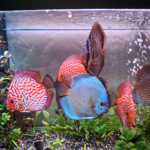 Discus