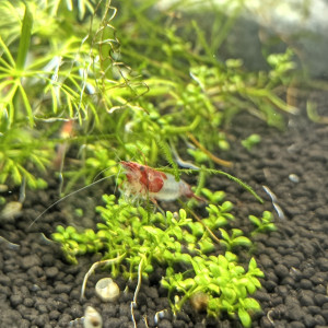 Neocaridina red rili