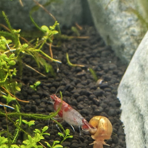 Neocaridina red rili