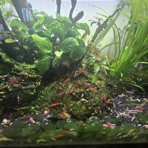 Neocaridina red cherry