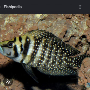 Donne poisson Tanganyika