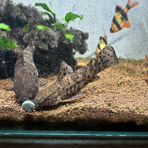Hoplosternum thoracatum (Poissons chats cuirassés)