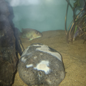 geophagus red head