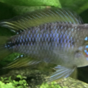 Apistogramma boreliii