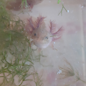 Axolotls