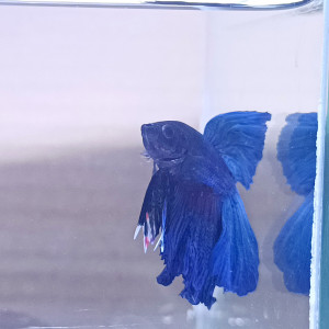 Amour - betta splendens